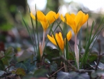 Crocuses