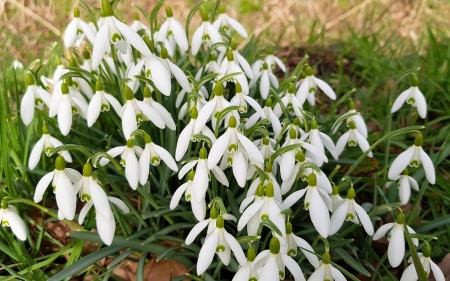 Snowdrops - snowdrops, flowers, spring, white