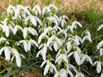 Snowdrops