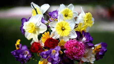 Spring flowers - spring, freesia, flower, bouquet, daffodil