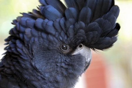 Black cockatoo - bird, black, pasari, cockatoo, parrot