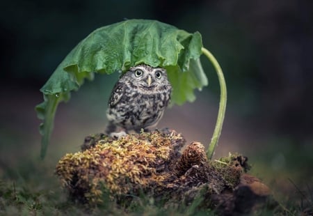 Owl - owl, bird, pasari, umbrella, green, rain, bufnita, leaf