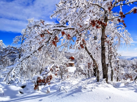 beautiful winter scene 2 - Trees, Snow, White, Blue