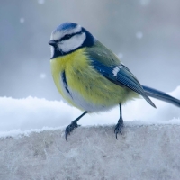 euroasian blue tit