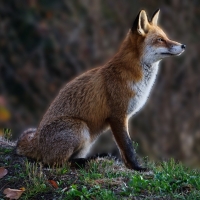 Fox