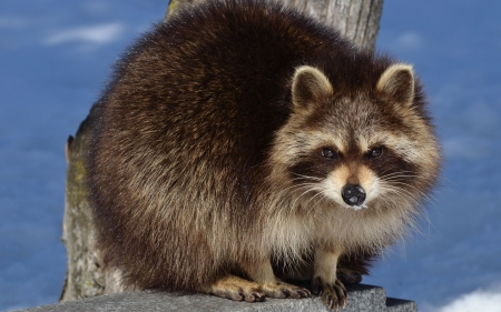 Raccoon - cute, raccoon, animal, nature