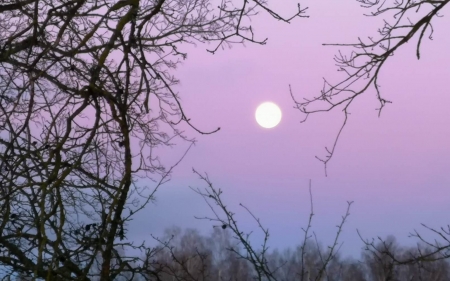 Moon - Latvia, Moon, trees, purple, twilight