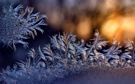 Ice Flowers - ice flowers, winter, nature, glass