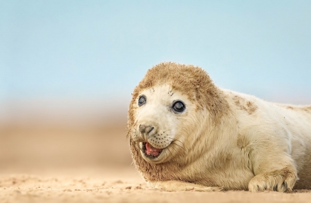 Baby Seal - fur, animal, baby, seal