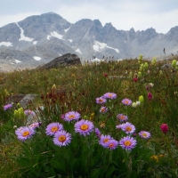 Wildflowers on a smoky day, Colorado