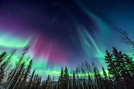 Amazing northern lights - colors, winter, northern lights, forrest