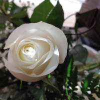 White Rose with Sunshine