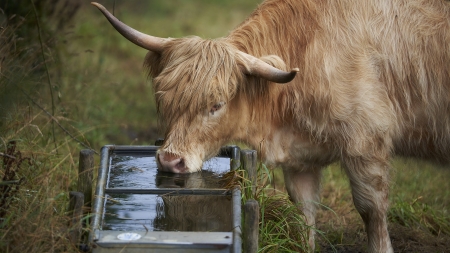 Highland Cow - cow, animal, water, horns