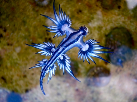 blue dragon sea slug - slug, sea, dragon, blue