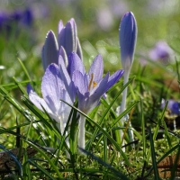 Crocuses