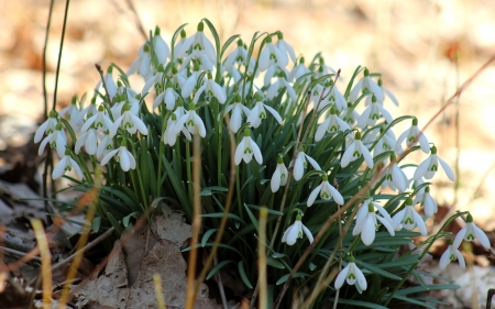 Snowdrops - snowdrops, flowers, spring, white