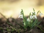 Snowdrops