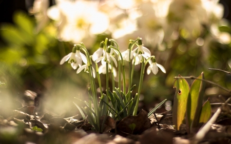 Snowdrops - flowers, white, macro, snowdrops, spring