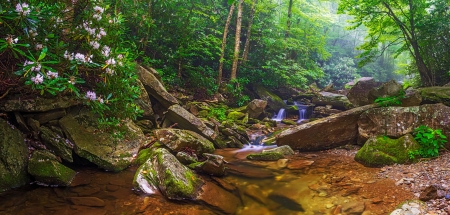 Creek in spring forest