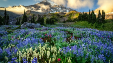 Washington, Mount Rainier - usa, clouds, wildflowers, blossoms, landscape, mountain, sky