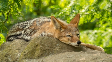 Coyote - animal, nature, sleep, coyote