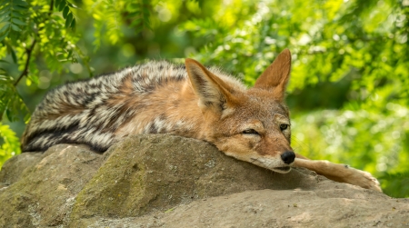 Coyote - coyote, animal, sleep, nature