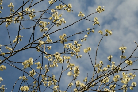 Spring - paske, sky, spring, zajaczek