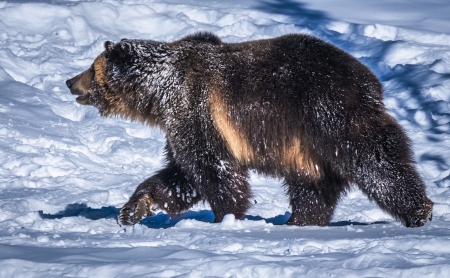 Bear - animal, fur, Bear, paw