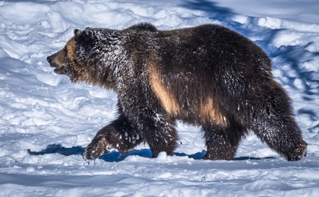 Bear - fur, animal, Bear, paw