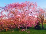 Cherry Blossoms