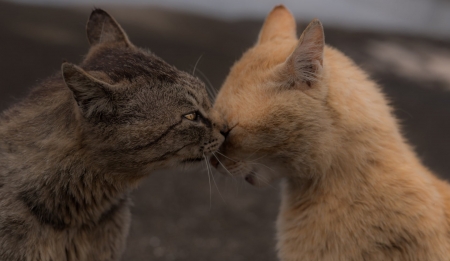 Cats - boop, kiss, animal, Cats