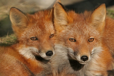 Fox - fur, animal, tail, Fox