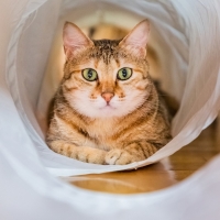 Kitty