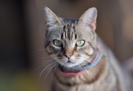 Cat - animal, kitten, Cat, purr