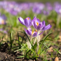 Crocuses