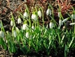 Snowdrops