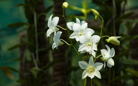 Orchid - flower, nature, orchid, white