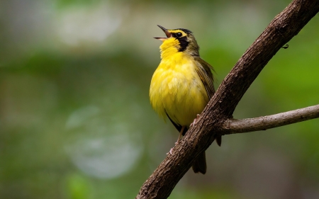 Kentucky Spring - bird, singing, America, spring, Kentucky