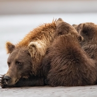 Grizzly Bear and Cubs