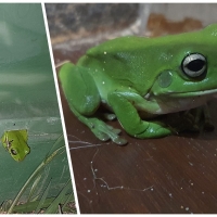 FROG COLLAGE