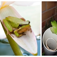 FROG COLLAGE