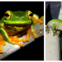 FROG COLLAGE