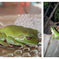 FROG COLLAGE