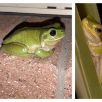 FROG COLLAGE