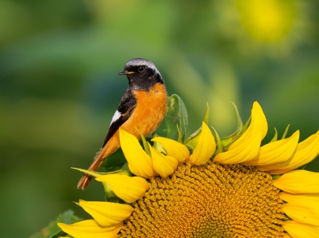 Bird - bird, pasari, sunflower, yellow, summer, flower, vara