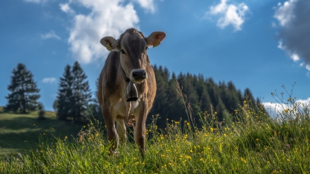 Cow - cow, range, animal, bell