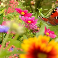 Peacock butterfly