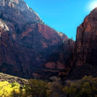 Sun-kissed trees in Zion National Park