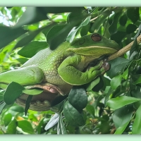 FRAMED FROGS