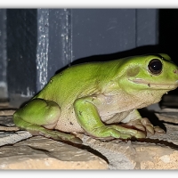 FRAMED FROGS